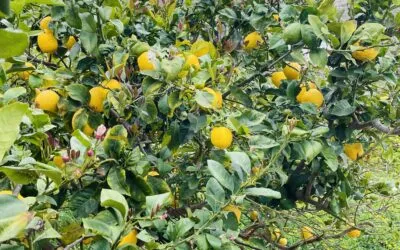 Γεωργία Πολυκανδριώτη – Τέσσερα ποιήματα