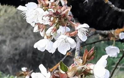  Παυσίλυπο από τον ποιητή και πεζογράφο Κώστα Λουκόπουλο