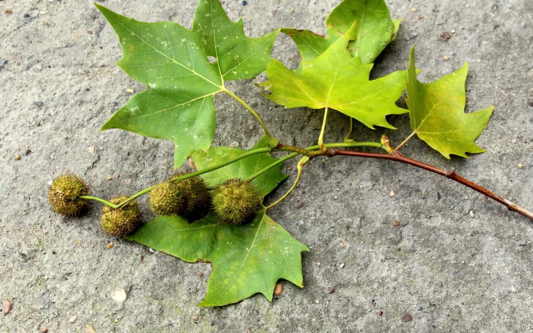 Μαρία Καραθανάση, Ο οδοφύλαξ και Πλατεία Πλατάνου, ποίηση δομημένου ρεαλισμού