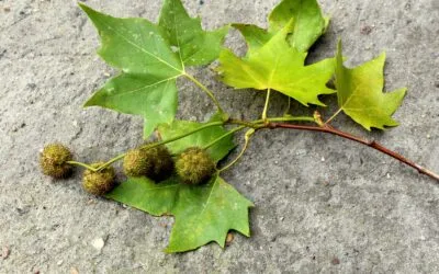 Μαρία Καραθανάση, Ο οδοφύλαξ και Πλατεία Πλατάνου, ποίηση δομημένου ρεαλισμού
