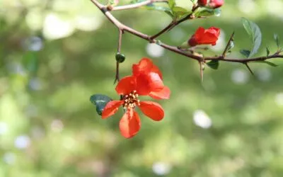 Ο Ορφέας στον Άδη, από την συγγραφέα Καίτη Βασιλάκου