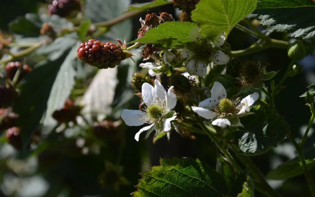 Κασσάνδρα Φουντουλάκη, Τρία ανέκδοτα ποιήματα