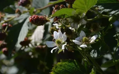 Κασσάνδρα Φουντουλάκη, Τρία ανέκδοτα ποιήματα