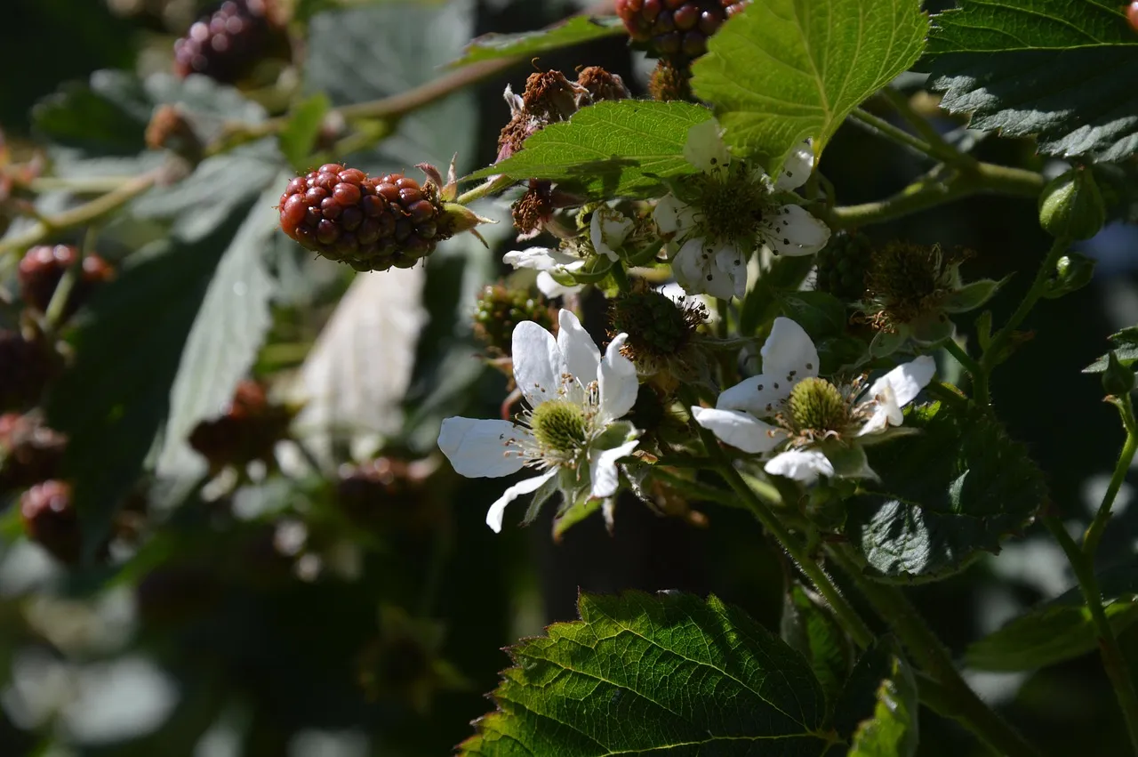 blackberry-5340243_1280