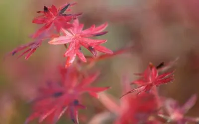 Γιώργος Χ. Θεοχάρης, ΠΑΤΡΙΔΟΣ Καταβοή και συγκατάβασις