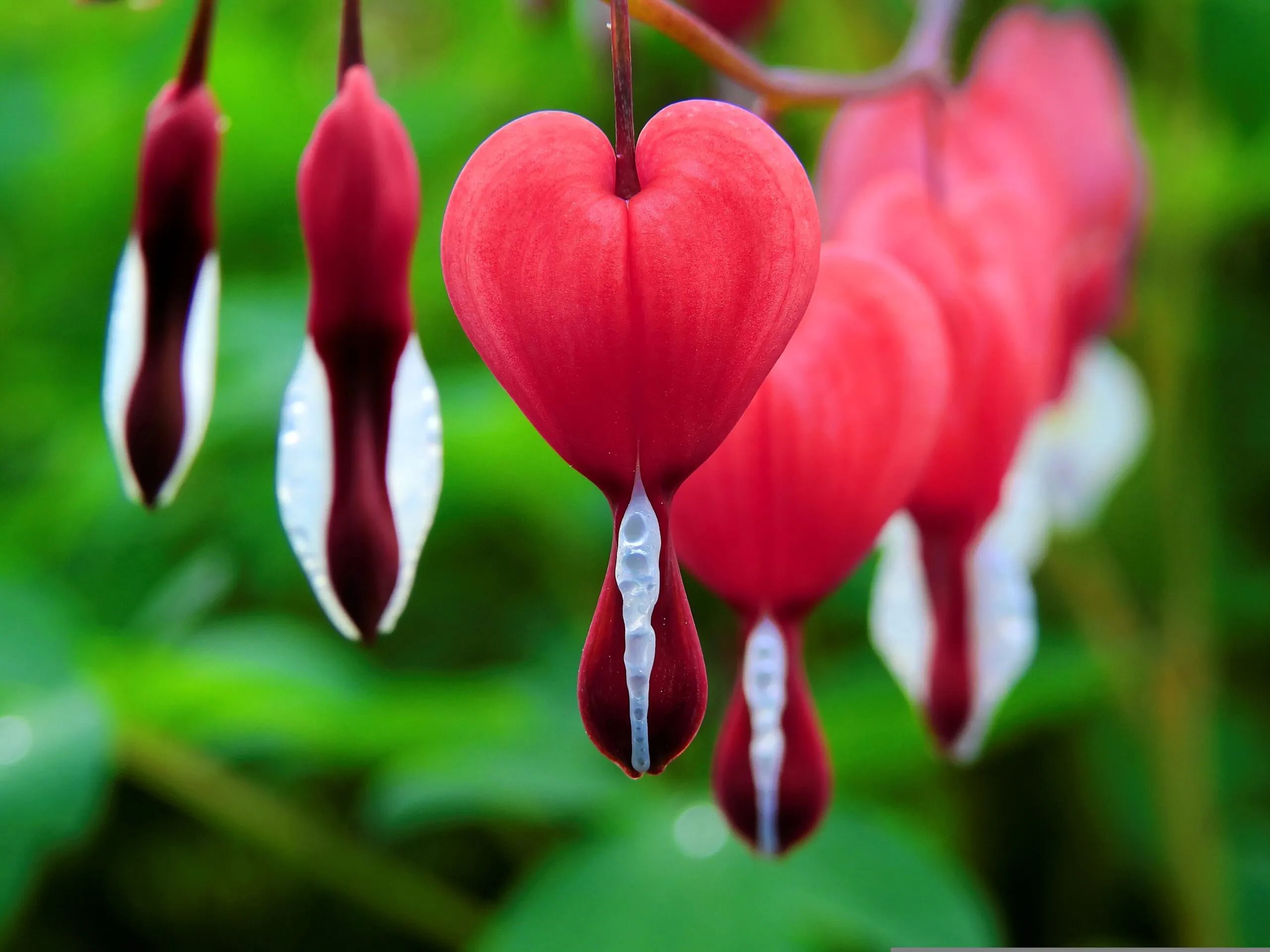 bru-no-bleeding-heart-1425870