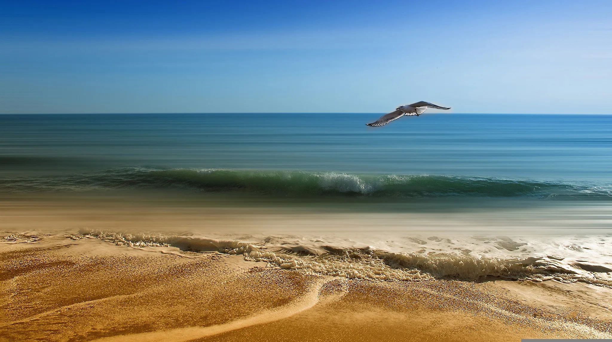candiix-seagull-3232350