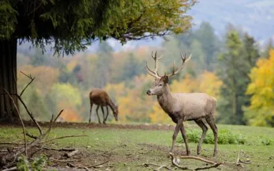 Αλέξανδρος Αντωνίου, Υπηρεσία Άγριας Μετάλλαξης