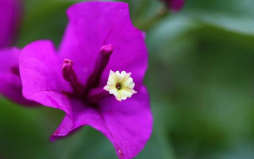 Αλέξανδρος Αντωνίου, “Καημένη κότα”