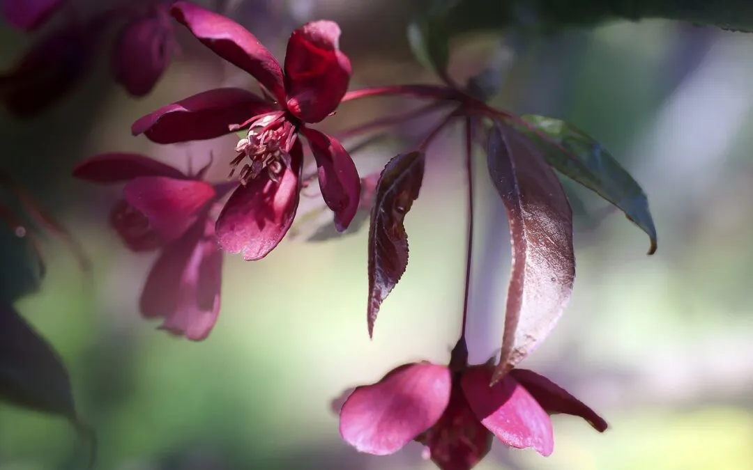 Αλέξανδρος Αντωνίου, Η μόδα της καταδίκης
