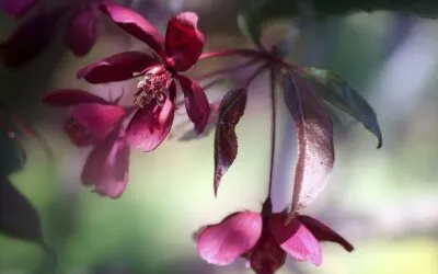 Αλέξανδρος Αντωνίου, Η μόδα της καταδίκης