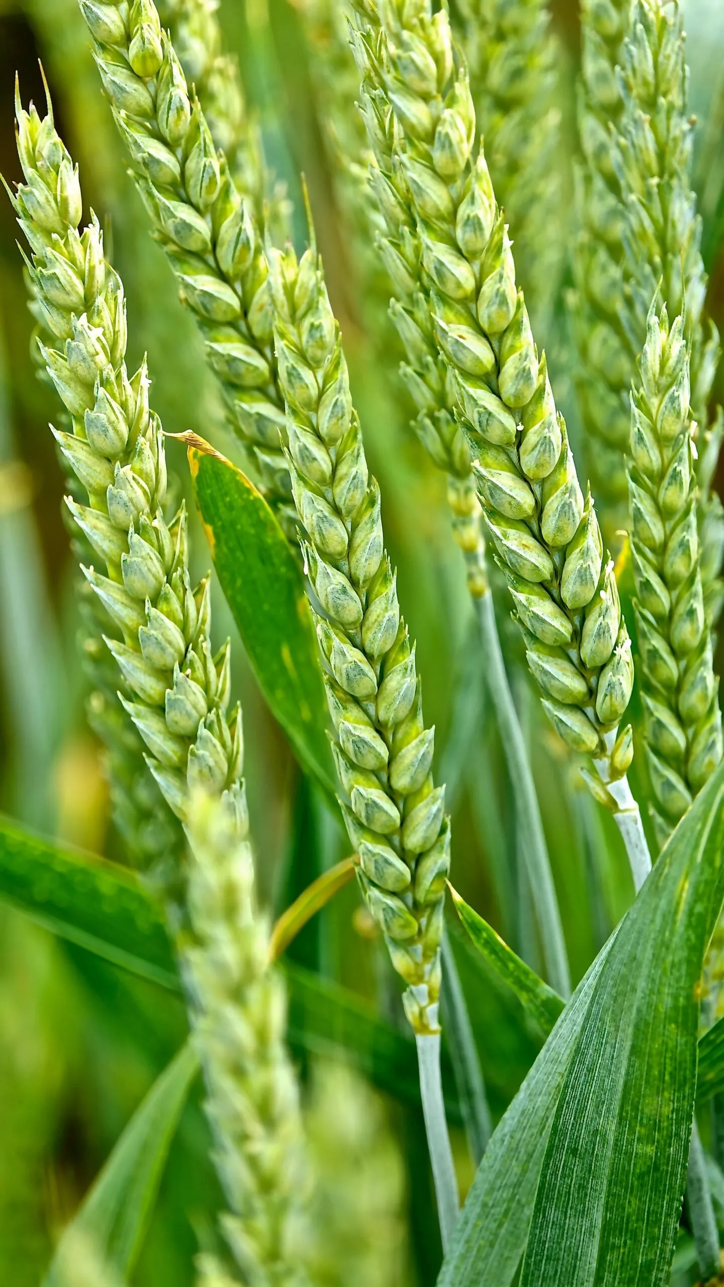 franc-comtois-wheat-3438719