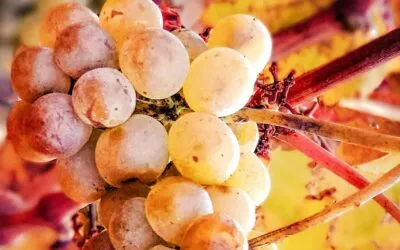 Χλόη Κουτσουμπέλη, Ασύμπτωτο