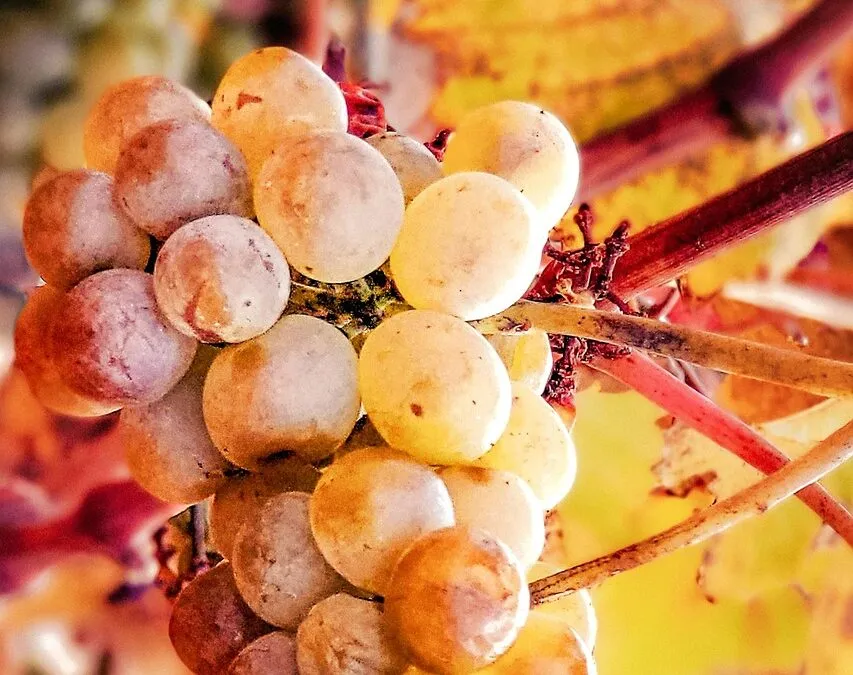 Χλόη Κουτσουμπέλη, Ασύμπτωτο