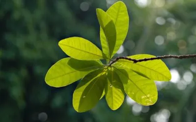 «Στην ακτή του εαυτού», από το Γιάννη Πρίντεζη