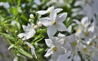 Ο ΠΥΡΓΟΣ ΤΟΥ ΚΡΑΟΥΛ του Παναγιώτη Χρυσίδη