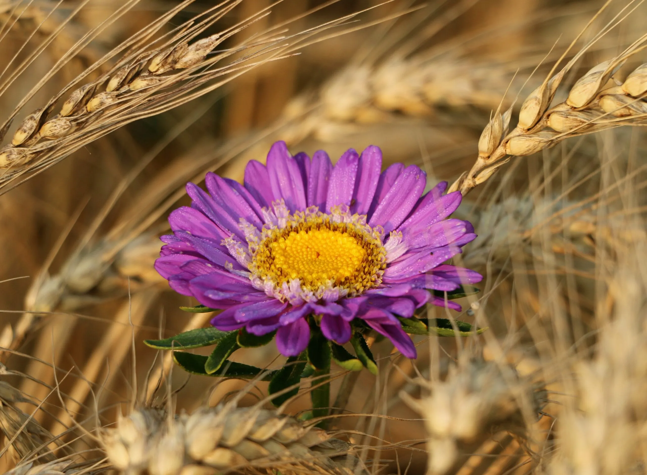 klimkin-rye-1560403