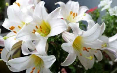 Νίκη Σκουτέρη,  Ρόδα και Κρίνα