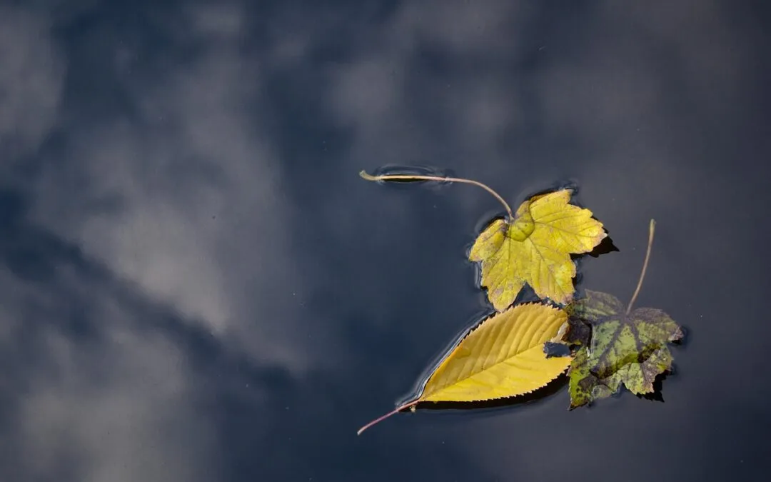 Γιώργος Βέης, ΟΚΤΩΒΡΙΟΣ  