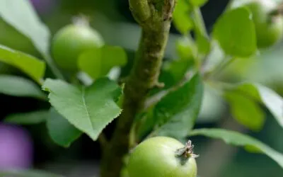 Μαρία Καντ (Καντωνίδου), φαγιούμ ή κατά που λέει κι ο Περέκ