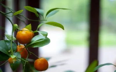 Άννα Βασιάδη, Οικογενειακό γεύμα