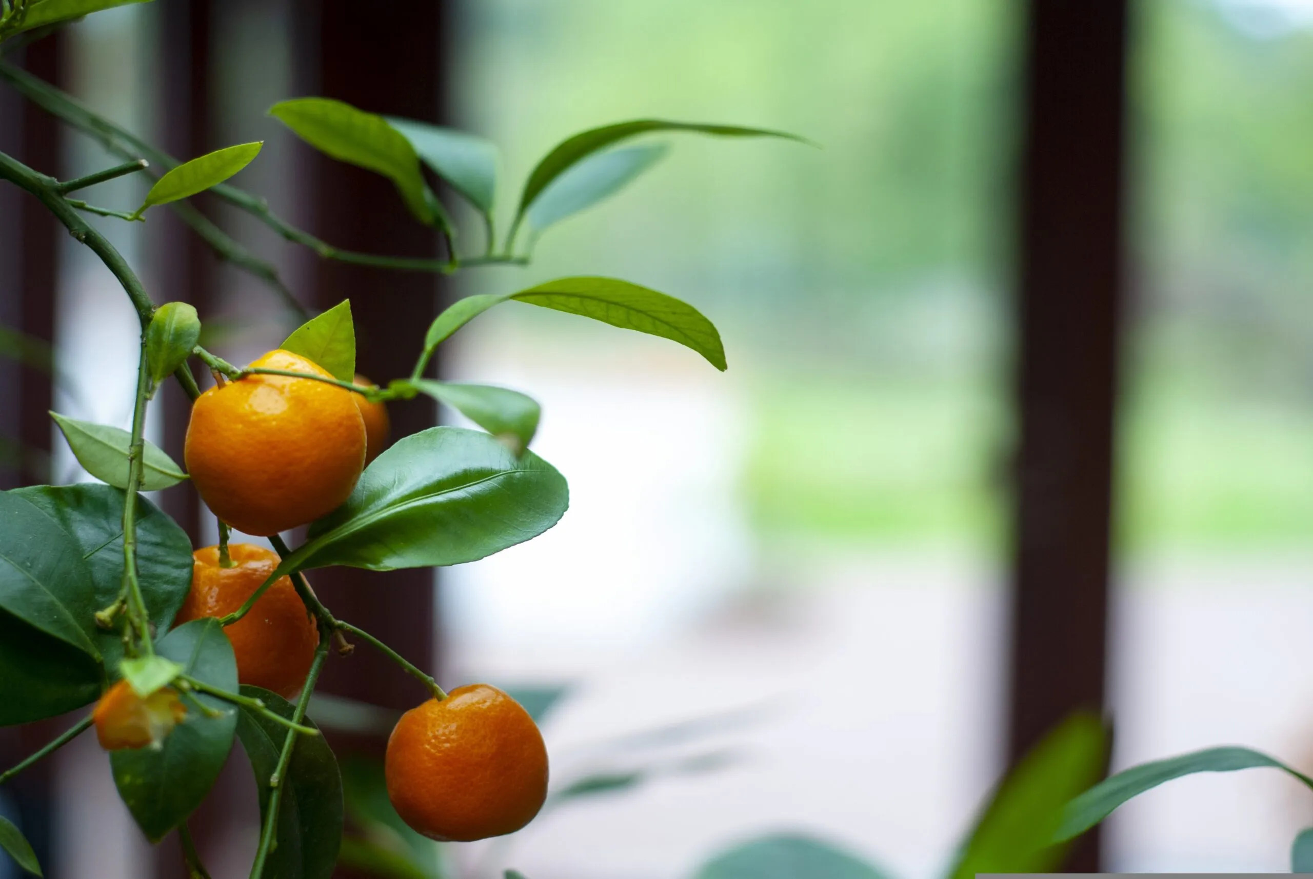 marsjo-citrus-4111794