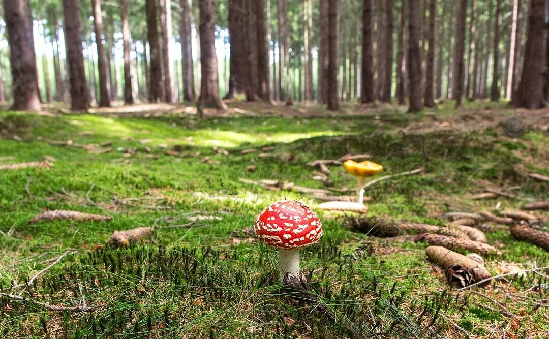 Όχι άλλες σκέψεις Κοκκινοσκουφίτσα, απλώς προχώρα