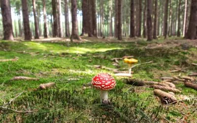 Όχι άλλες σκέψεις Κοκκινοσκουφίτσα, απλώς προχώρα