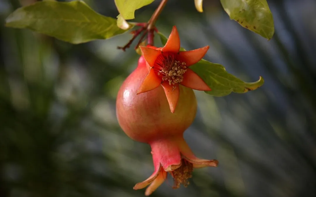 Γιάννης Σειρηνάκης, Ποιήτρια Διοπτροφόρος