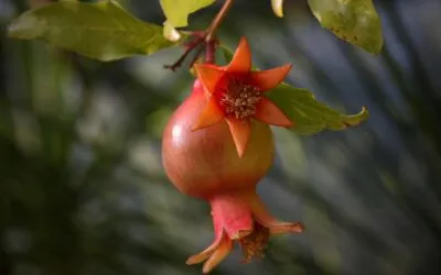 Γιάννης Σειρηνάκης, Ποιήτρια Διοπτροφόρος