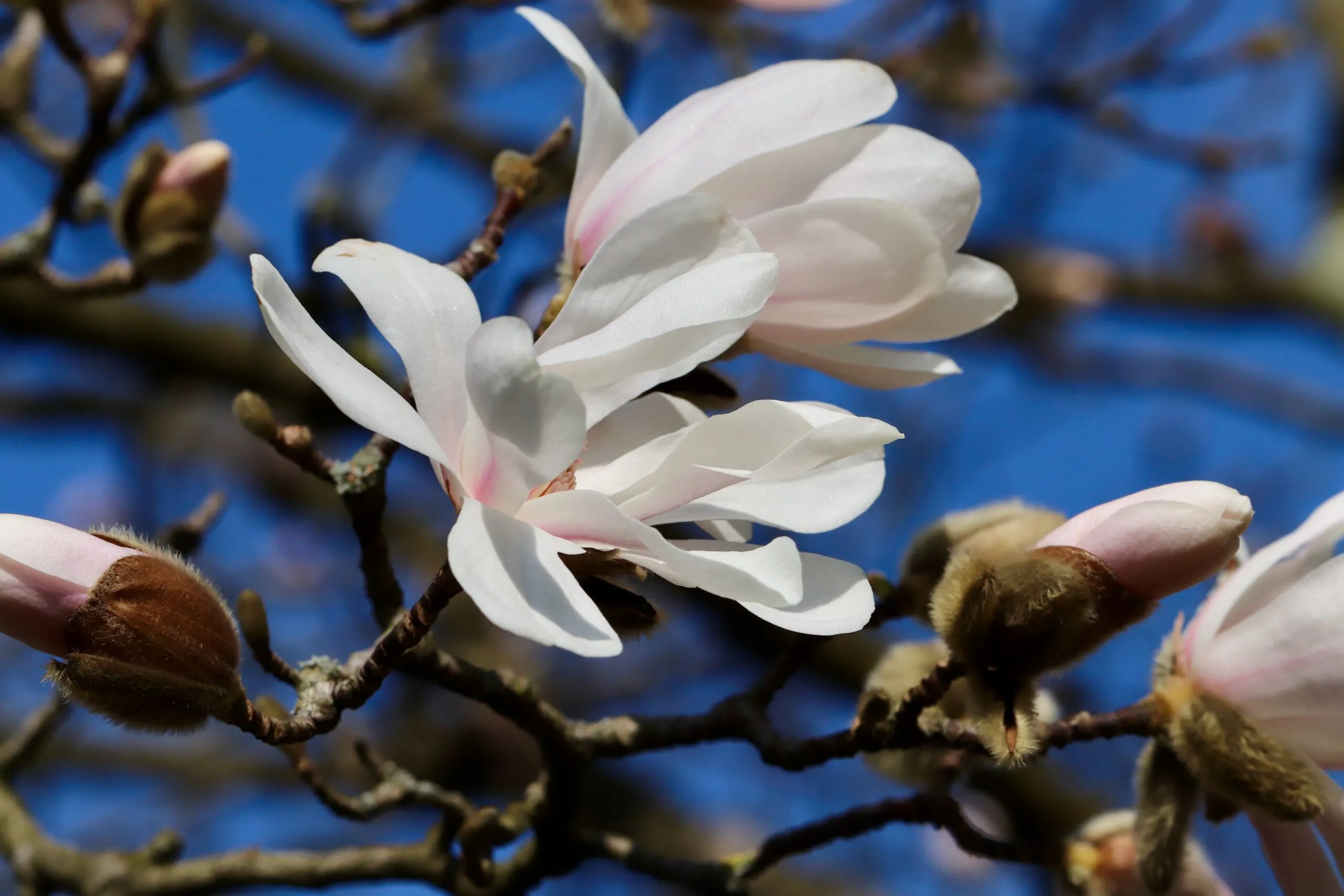 nennieinszweidrei-star-magnolia-7858445
