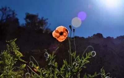 Πέτρος Βελούδας, «Έφεγγε»