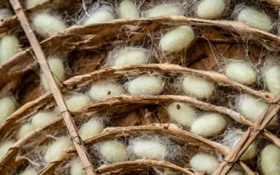 Γιώργος Χ. Θεοχάρης, Γνάφαλα