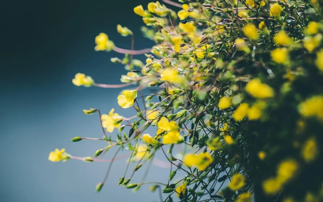 Γιώργος Βέης, Θα μου δείξεις πάλι το μονοπάτι ως τα σπάρτα, τ΄ανθισμένα της ποταμιάς;