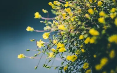 Γιώργος Βέης, Θα μου δείξεις πάλι το μονοπάτι ως τα σπάρτα, τ΄ανθισμένα της ποταμιάς;