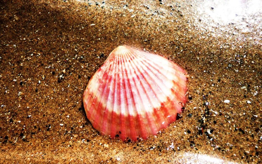 Eλένη Λουκαδάκου, Το Κοχύλι