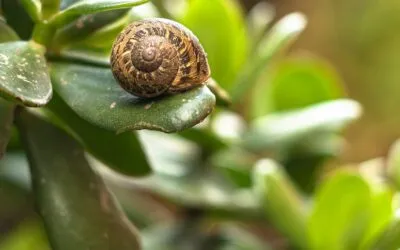 Παναγιώτης Χατζημωυσιάδης, Αρχαιοκαπηλίες
