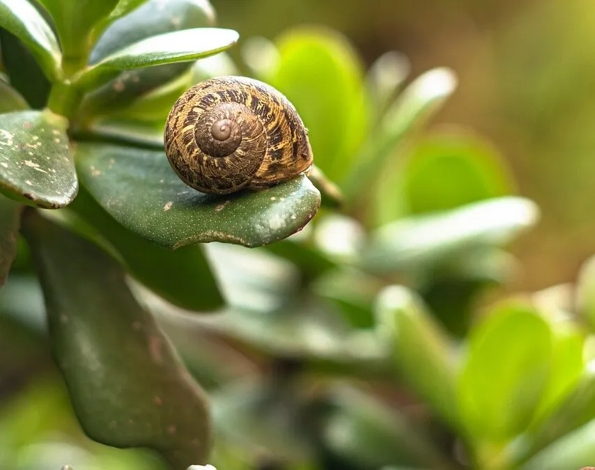 Παναγιώτης Χατζημωυσιάδης, Αρχαιοκαπηλίες