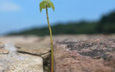 «Ρωγμή» από τη Μαρία Σίμωση