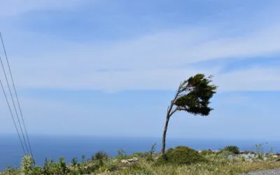 Αντωνία Απέργη, “Προοικονομία”,  “Κορίτσι – ακρίδα” , “Στο βάζο συντηρεί ένα αγκάθι”