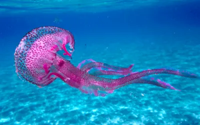 Μαρία Χρηστάκη, Θαλασσινά και Παλαιοντολογικά Παραμύθια